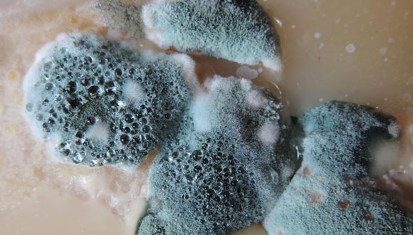 Mold inspection services from Bertoni Inspections