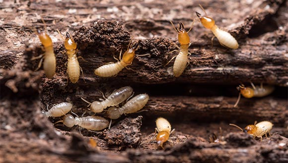 Termite and wood destroying organisim (WDI) inspection services from Bertoni Inspections