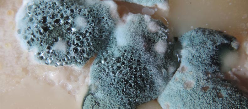 Get a mold inspection from Bertoni Inspections