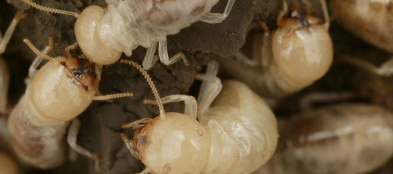 Get a termite (or wood destroying insect) inspection from Bertoni Inspections